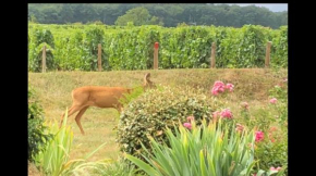 Havre de Paix au pied des Vignes